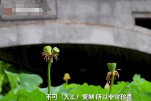 怒了！南京玄武湖并蒂蓮被游客摘下是怎么回事？(圖3)