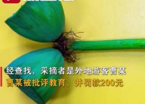 怒了！南京玄武湖并蒂蓮被游客摘下是怎么回事？(圖1)